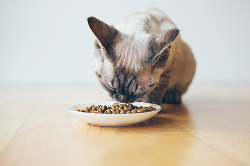 gato comendo ração urinary