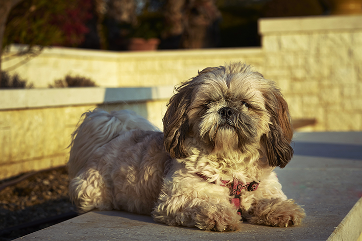 cachorro mestiço Shih-poo