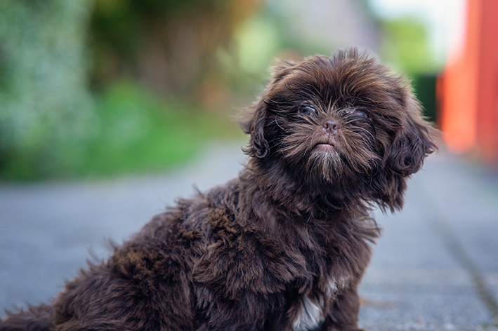 híbrido Shih-poo