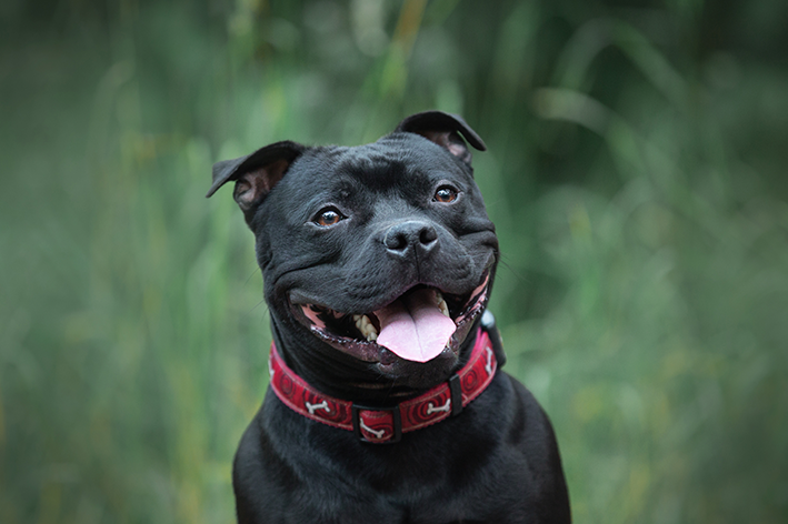 staffordshire bull terrier