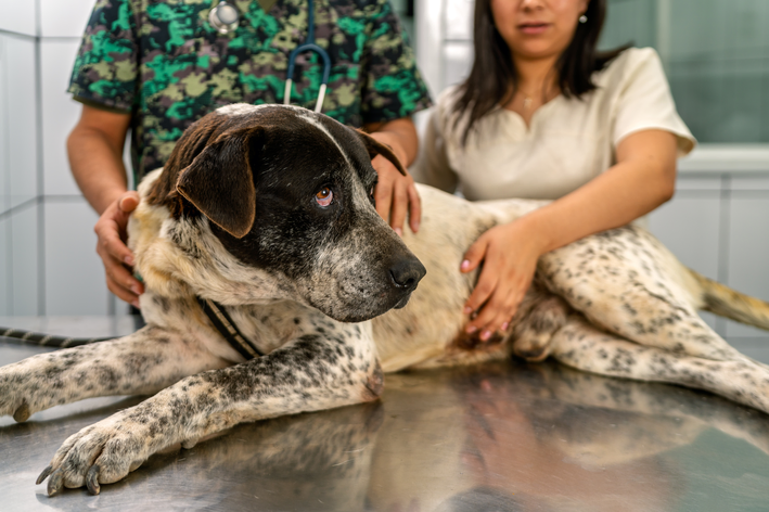 tipos de dores em cães