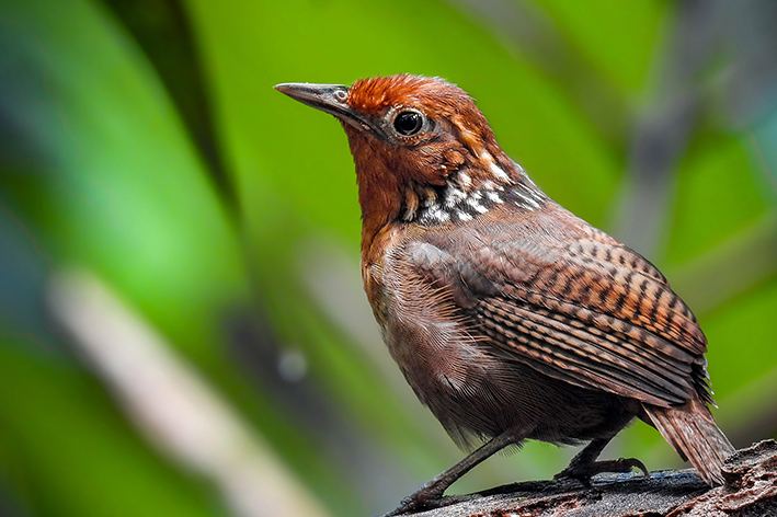 uiarpuru é um animal com a letra u que vive no Brasil