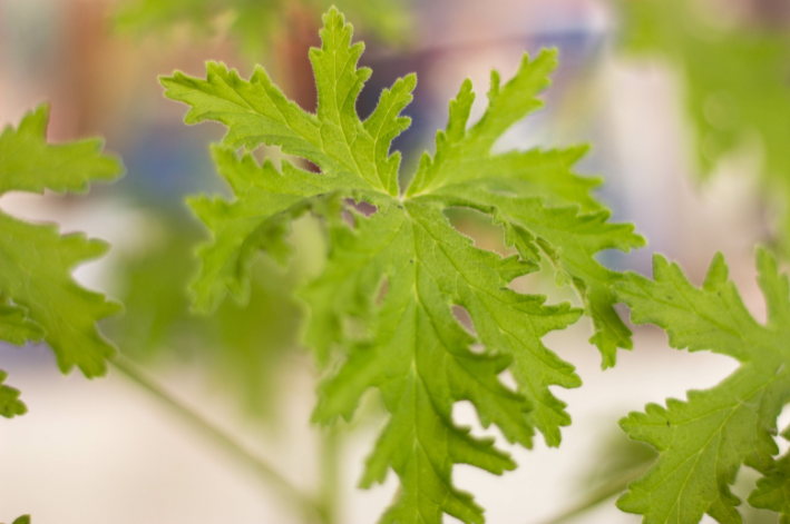 A citronela é uma planta medicinal rica óleos essenciais