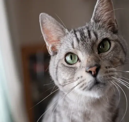gato vira lata cinza