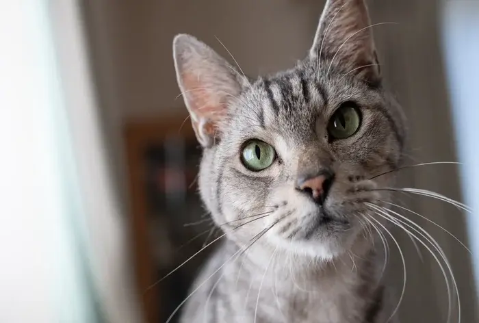 gato vira lata cinza