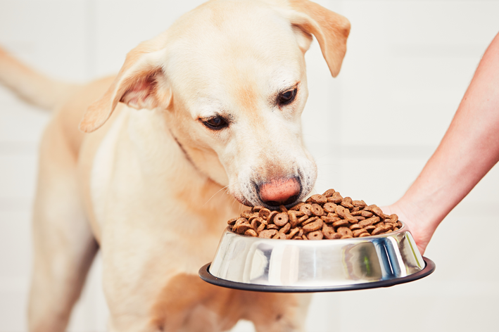 Cachorro comendo ração grain free