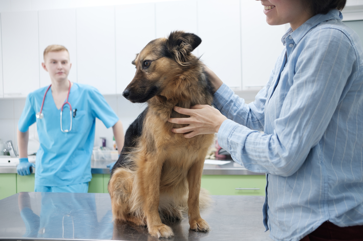 cálculo renal em cães