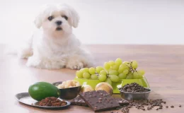 frutas que cachorro não pode comer