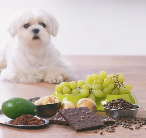 frutas que cachorro não pode comer