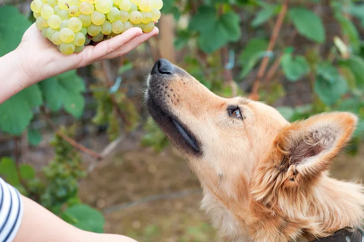 frutas proibidas para cachorro