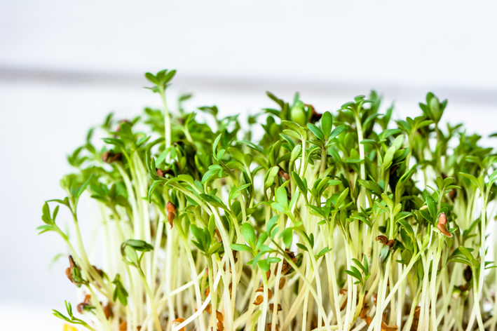 Pequena plantação de alfafa.