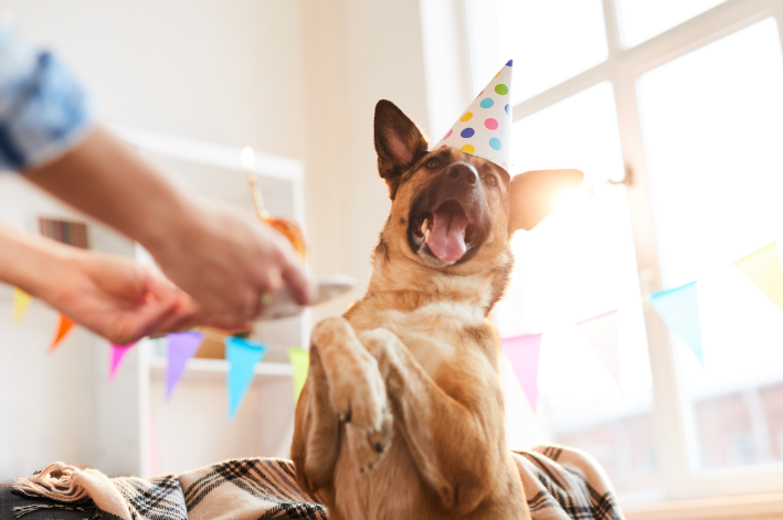 Saiba como fazer um bolo para cachorro