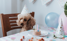 Saiba como fazer bolo para cachorro