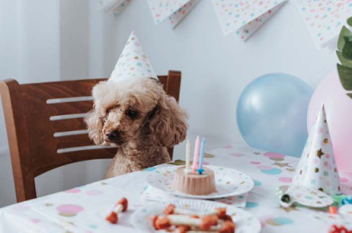 Saiba como fazer bolo para cachorro