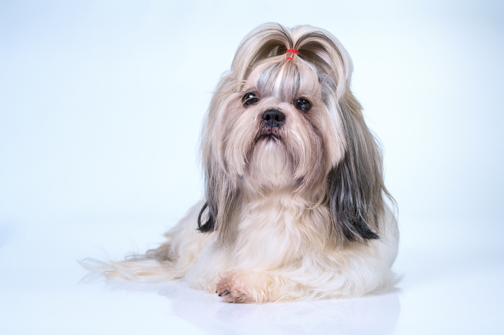 tosa shih tzu fêmea