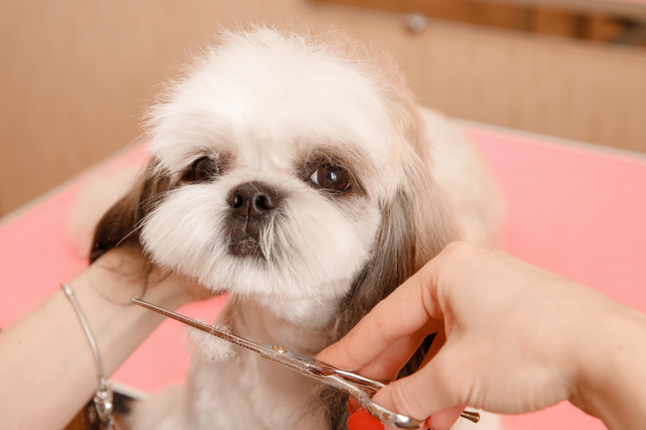 tosa shih tzu sendo tosado.