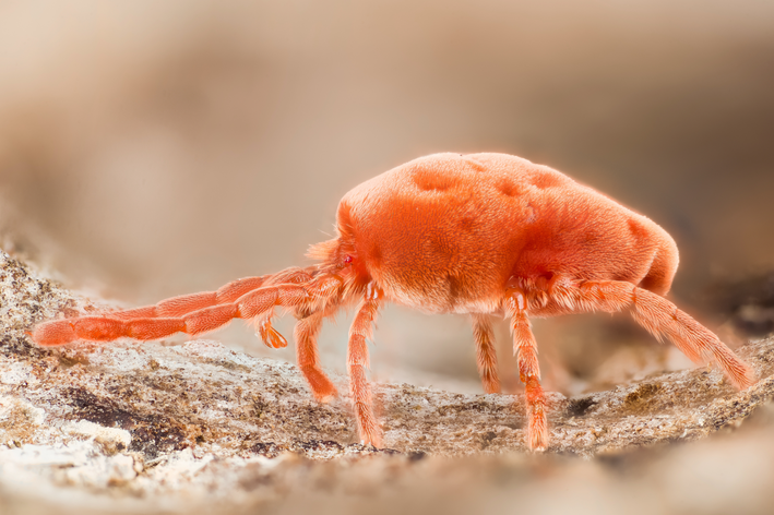 Acaro sendo visto através do microscópio