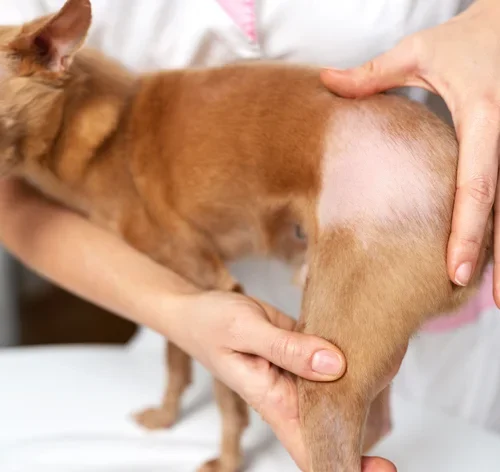 cachorro com alopecia na mesa do veterinário