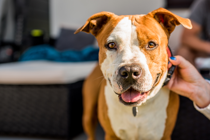 American staffordshire: saiba mais sobre a raça