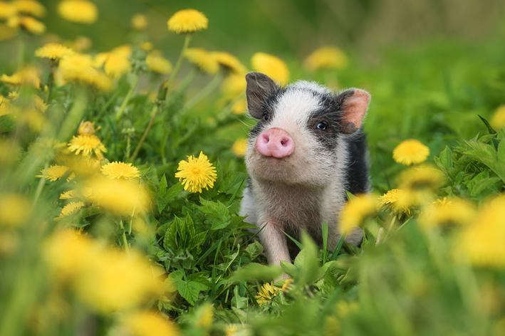 Animais de estimação: cinco tipos diferentes que você precisa conhecer