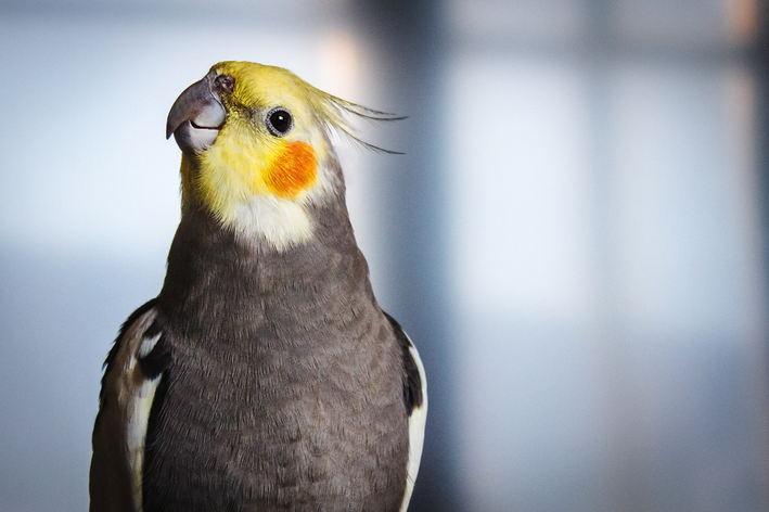 Animais de estimação diferentes: calopsita