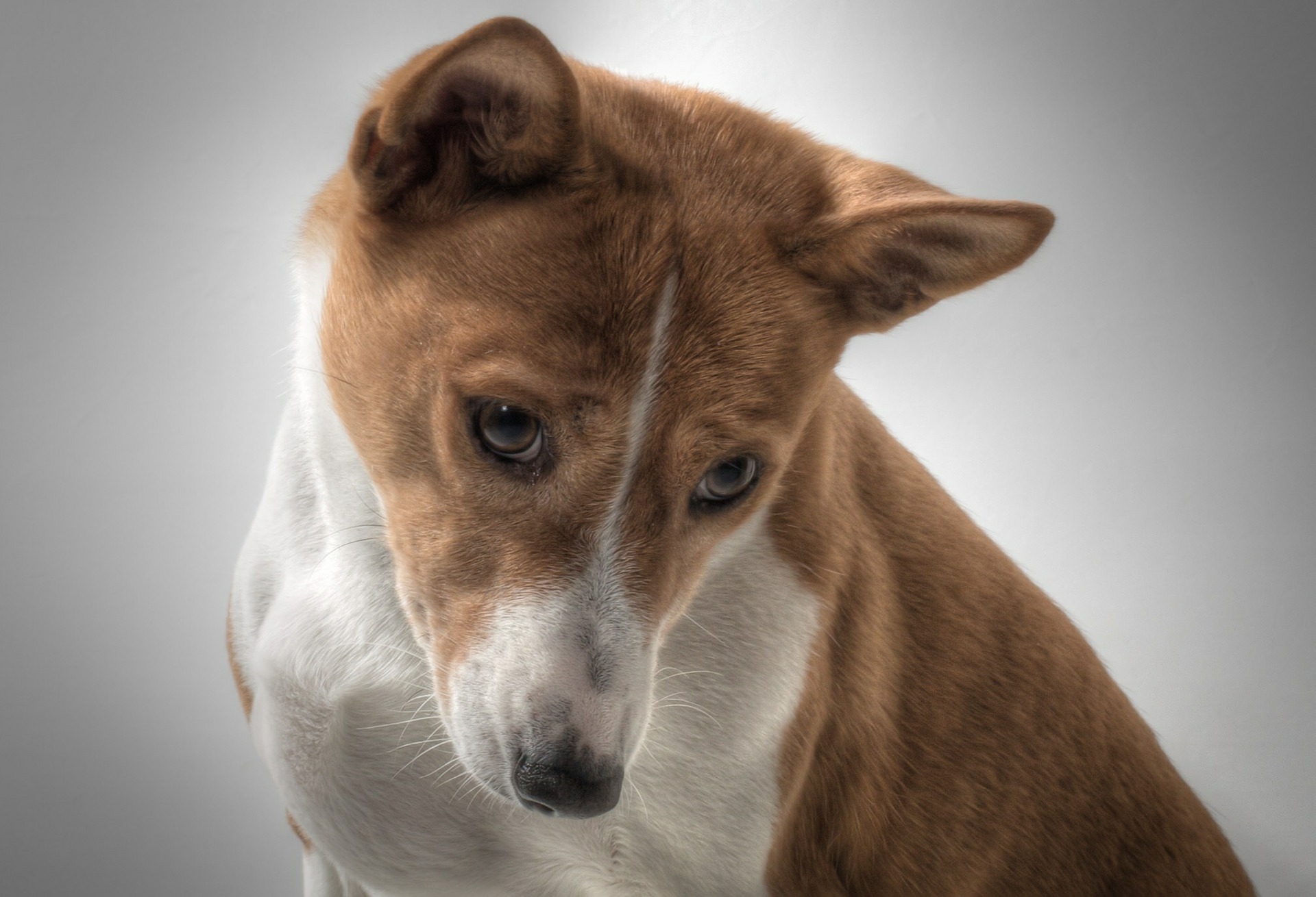 basenji caramelo e branco olhando para baixo