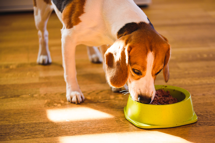 Benefícios de oferecer patê ao seu pet