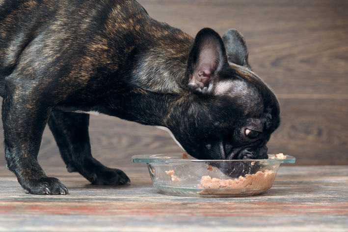 Como introduzir patê na alimentação do seu pet