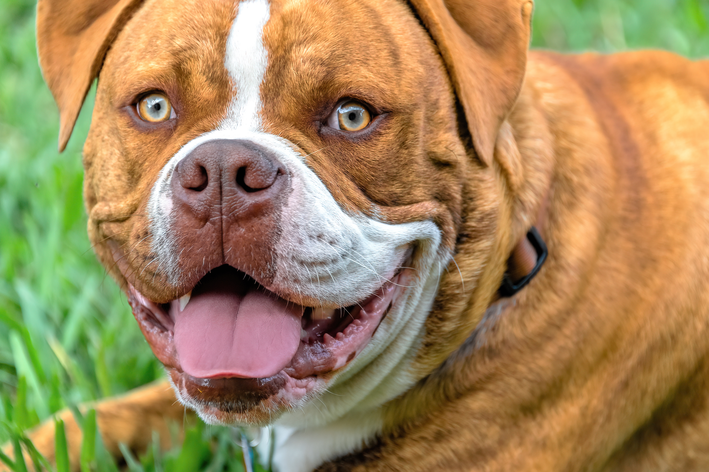 Buldogue Campeiro: saiba tudo sobre a raça 2