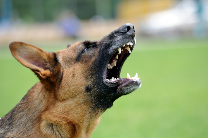 Qual o cachorro mais perigoso do mundo? Veterinário explica!