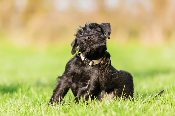 cachorro com alopecia se coçando