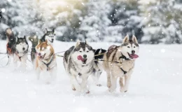 husky siberiano puxando trenó