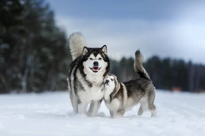 mãe e filho de Malamute do Alasca no gelo