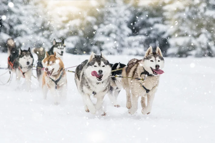 husky siberiano puxando trenó