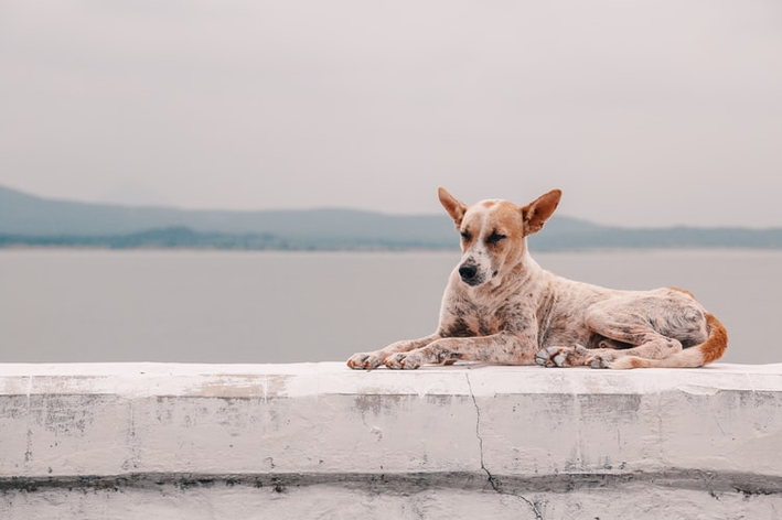 cachorro fica magoado?