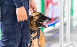 cachorro policial descansando