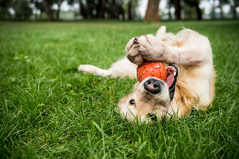 Cachorro é um dos animais vivíparos