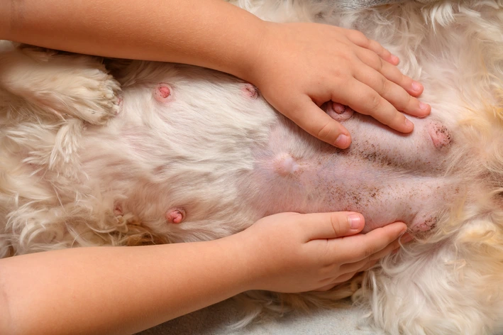 Gravidez psicológica em cachorro: o que é, como identificar, tratar e prevenir Cadela Com Gravidez Psicologica