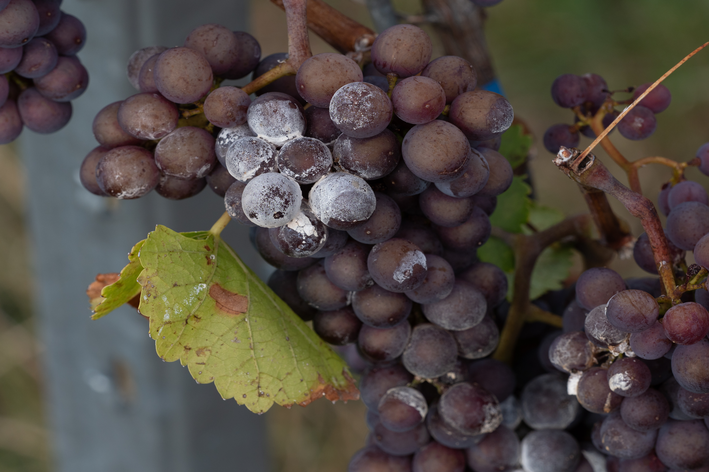 Cacho de uvas com fungos