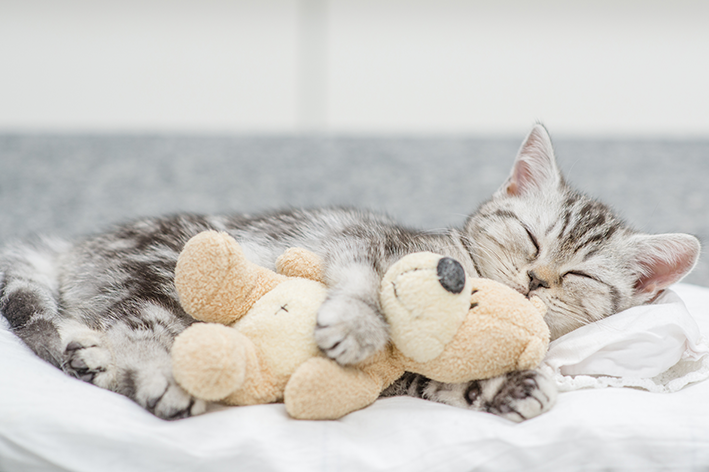 cama para gato dormir