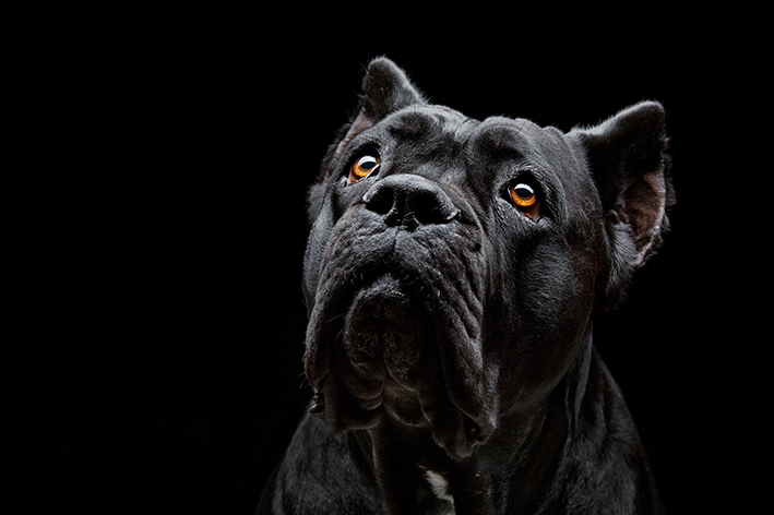 cane-corso