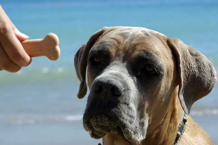 cane corso caramelo