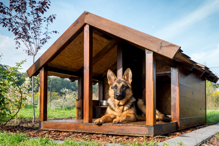 Casinha de cachorro grande: como escolher?