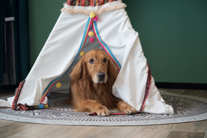 Como escolher o tamanho da casinha de cachorro grande