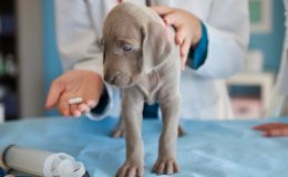 cefalexina para cachorro