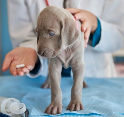 cefalexina para cachorro