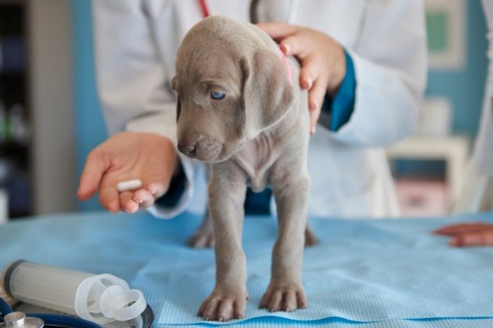 cefalexina para cachorro