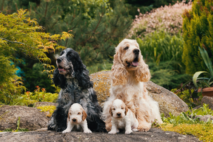 raças de cachorro médio Cocker Spaniel