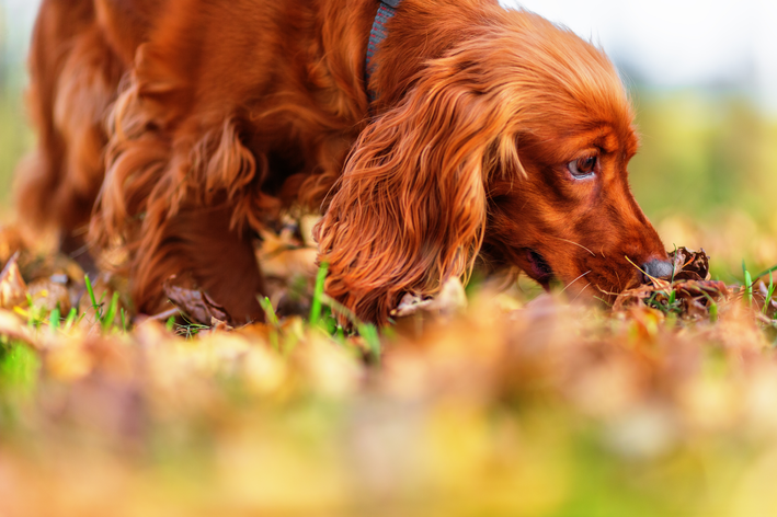 cocker Spaniel inglês farejando