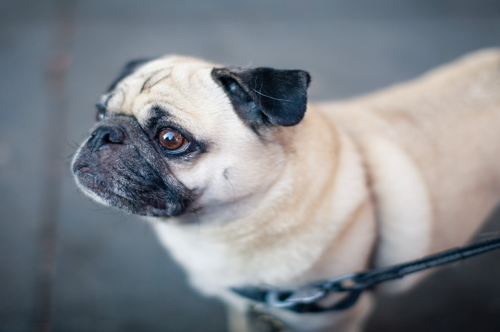 colírio para cachorro